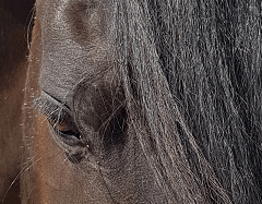 Pferdecoaching Auge